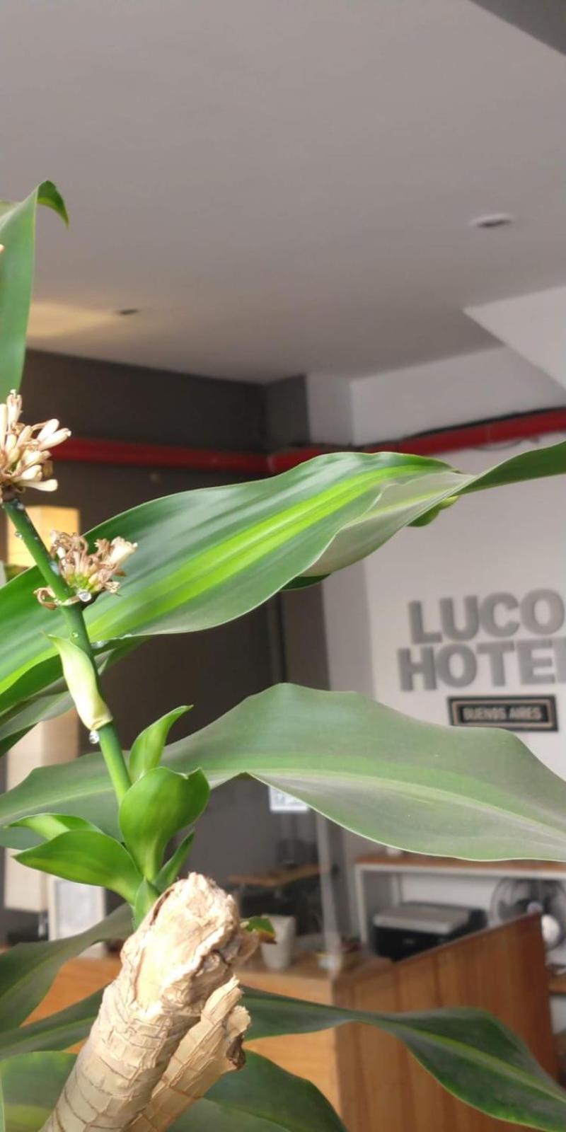 Luco Hotel Buenos Aires Bagian luar foto